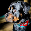 The Mickey Limited SET by Bestia Dog Gear