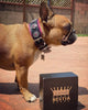 "Bijou" collar black & pink by Bestia Dog Gear