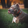 The "Eros" collar 2.5 inch wide black & orange by Bestia Dog Gear