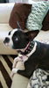 ''Diamond'' collar by Bestia Dog Gear