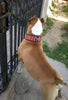 The "Star" Set- collar & leash by Bestia Dog Gear