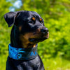 The Darth Force Limited Collar by Bestia Dog Gear