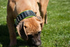 The "Stud" dog collar by Bestia Dog Gear