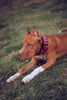 The "Star" Set- collar & leash by Bestia Dog Gear