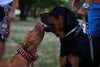 The "Star" Set- collar & leash by Bestia Dog Gear