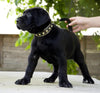 The "Maxi" collar by Bestia Dog Gear