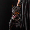 The ''Rock Python'' collar by Bestia Dog Gear