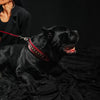 The "Balteus" red collar by Bestia Dog Gear