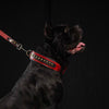 The "Balteus" red collar by Bestia Dog Gear