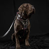 The "Ariel" collar by Bestia Dog Gear