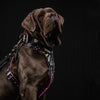 The "Ariel" collar by Bestia Dog Gear