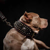 the "DAVID" hand stitched 3.15 inch wide show collar by Bestia Dog Gear