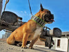 The "Stud" dog collar by Bestia Dog Gear