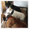 The "Stud" dog collar by Bestia Dog Gear
