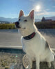 The "Haunted'' collar LIMITED by Bestia Dog Gear