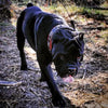 The "Eros" collar 2.5 inch wide black & red by Bestia Dog Gear