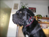 The "Eros" collar 2.5 inch wide black & red by Bestia Dog Gear