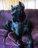 "Maximus Silver" BIG dog SET- Harness - collar - lead. Black by Bestia Dog Gear