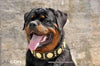 The "Maximus" collar 2.5 inch wide black & gold by Bestia Dog Gear
