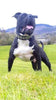 The "Steel" Set by Bestia Dog Gear