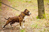 The "Crown" collar by Bestia Dog Gear