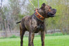 The "Eros" collar 2.5 inch wide Brown by Bestia Dog Gear