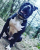The "Steel" Set by Bestia Dog Gear