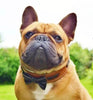 The "Bowtie" collar brown by Bestia Dog Gear