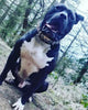 The "Steel" collar by Bestia Dog Gear