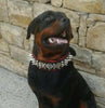 The "Steel" collar by Bestia Dog Gear