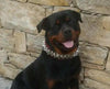 The "Steel" Set by Bestia Dog Gear