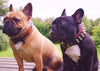 The "Bowtie" collar brown by Bestia Dog Gear