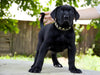 The "Maxi" collar by Bestia Dog Gear