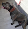 The "Crown" collar by Bestia Dog Gear