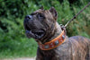 The "Eros" collar 2.5 inch wide Brown by Bestia Dog Gear