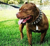 The "Big Boy" collar by Bestia Dog Gear