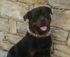 The "Steel" collar by Bestia Dog Gear