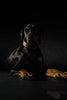 Plain "Style" collar brown by Bestia Dog Gear