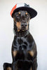 ''Black Giant'' collar by Bestia Dog Gear