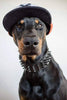 ''Black Giant'' collar by Bestia Dog Gear