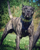 The "Metal" collar- personalized! by Bestia Dog Gear