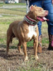 The "Metal" collar- personalized! by Bestia Dog Gear