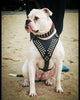 "Star" harness by Bestia Dog Gear