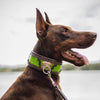 The ''Venom'' collar by Bestia Dog Gear