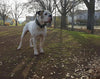 The "Maximus" collar 2.5 inch wide black & silver by Bestia Dog Gear