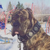 "Maximus Silver" BIG dog SET- Harness - collar - lead. Black by Bestia Dog Gear