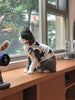 Pet Clothes Dog Clothes Pet Dog Clothes by My Store