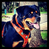 The "Eros" harness brown by Bestia Dog Gear