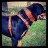 The "Eros" harness brown by Bestia Dog Gear