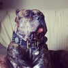 The "Maximus Silver" leash by Bestia Dog Gear